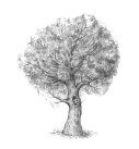 10-drawing-tree-completing-the-sketch.png